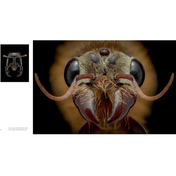 ANTS ~ Workers of the World ~ Hardcover Coffee Table Book ~ Illustrated - Picture 6 of 10